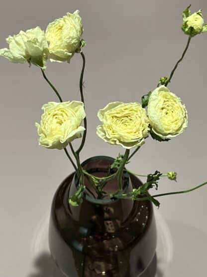 Dried ranunculus - Image 2