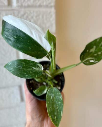 Philodendron White Wizard 5"
