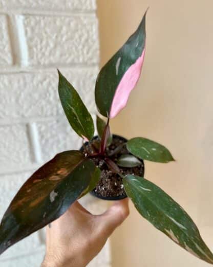 Philodendron pink princess 3.5"