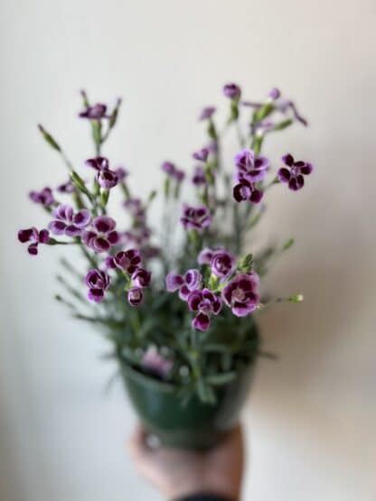 Dianthus pink kisses 4.5" – Image 2