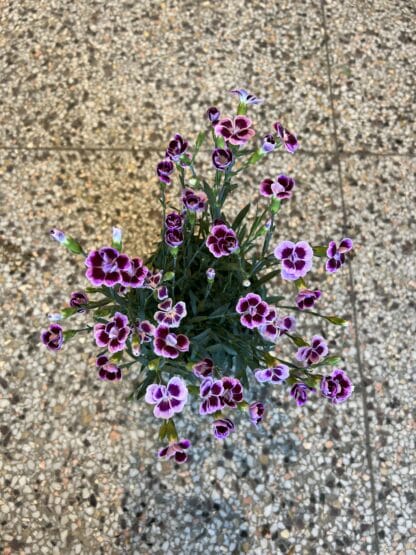 Dianthus pink kisses 4.5" – Image 3