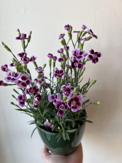 Dianthus pink kisses 4.5"
