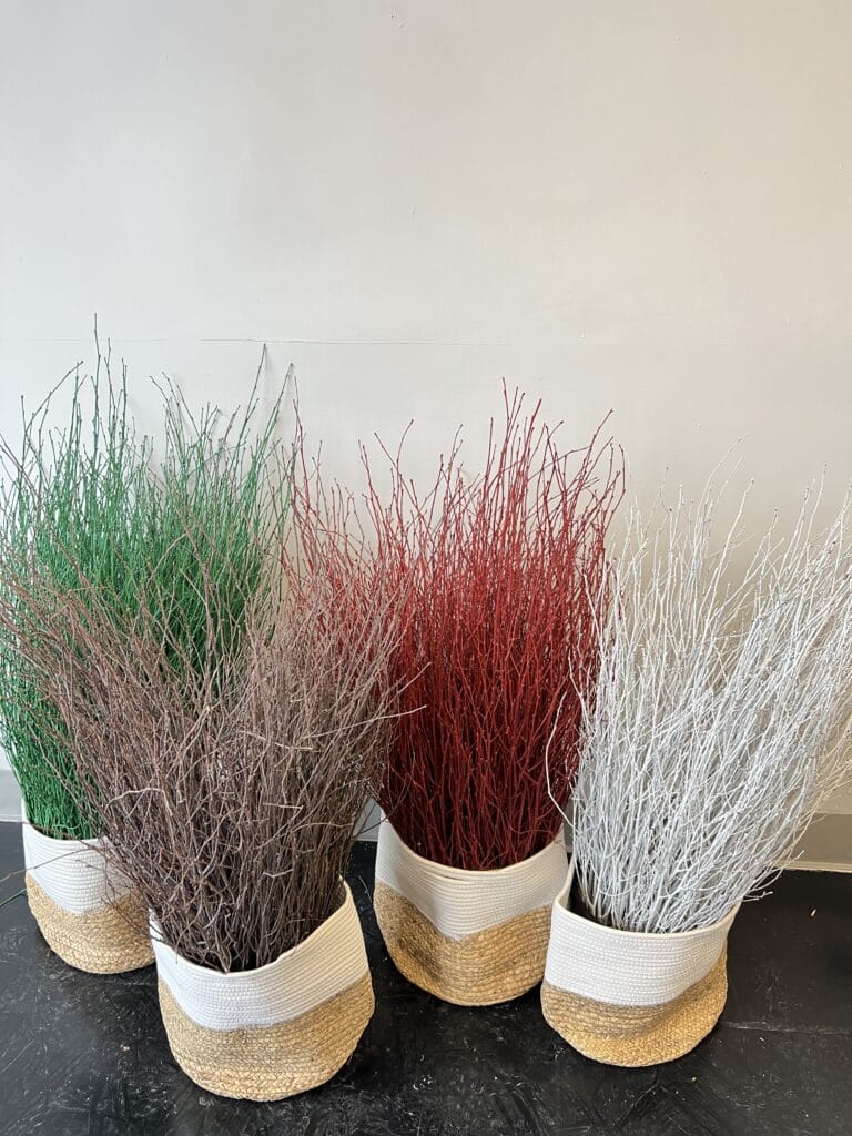Birch stems