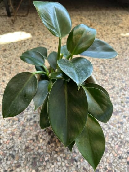 Philodendron Green princess 5"
