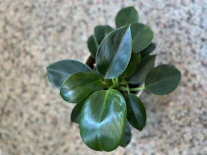 Philodendron Green princess 5" - Image 2