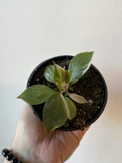 Philodendron white princess 3.5" – Image 2