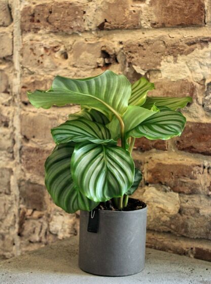 Calathea Orbifolia 6"