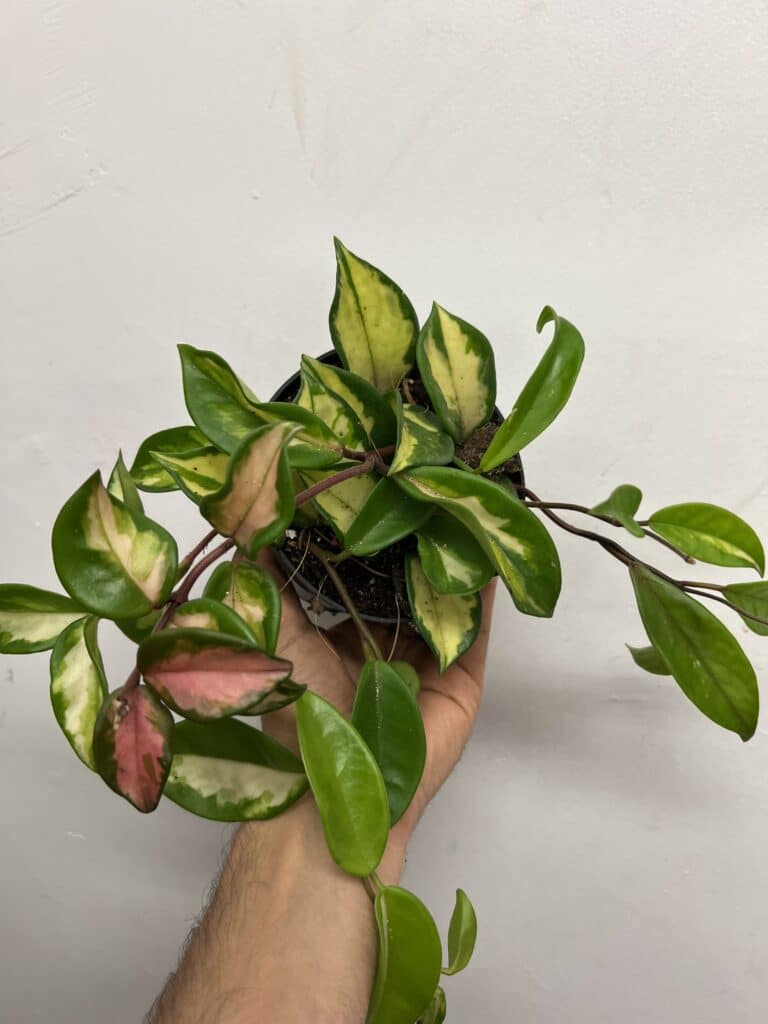 Hoya carnosa panache 5″