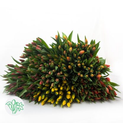Tulips - Image 2