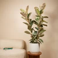 Ficus Elastica Tineke panaché rose et blanc