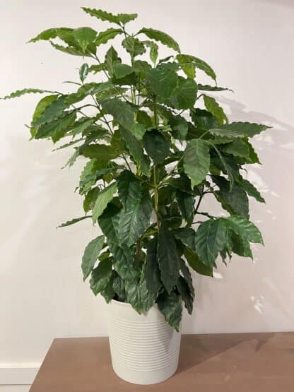 coffee tree in a 10 inch pot