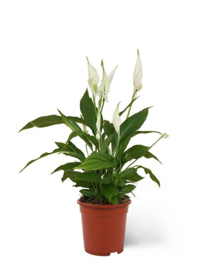 Spathiphyllum en pot de 4 pouces.