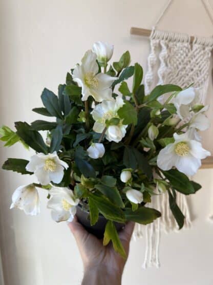 Hellebores 6 inches