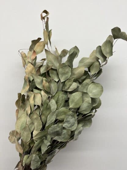 Eucalyptus Populus séché