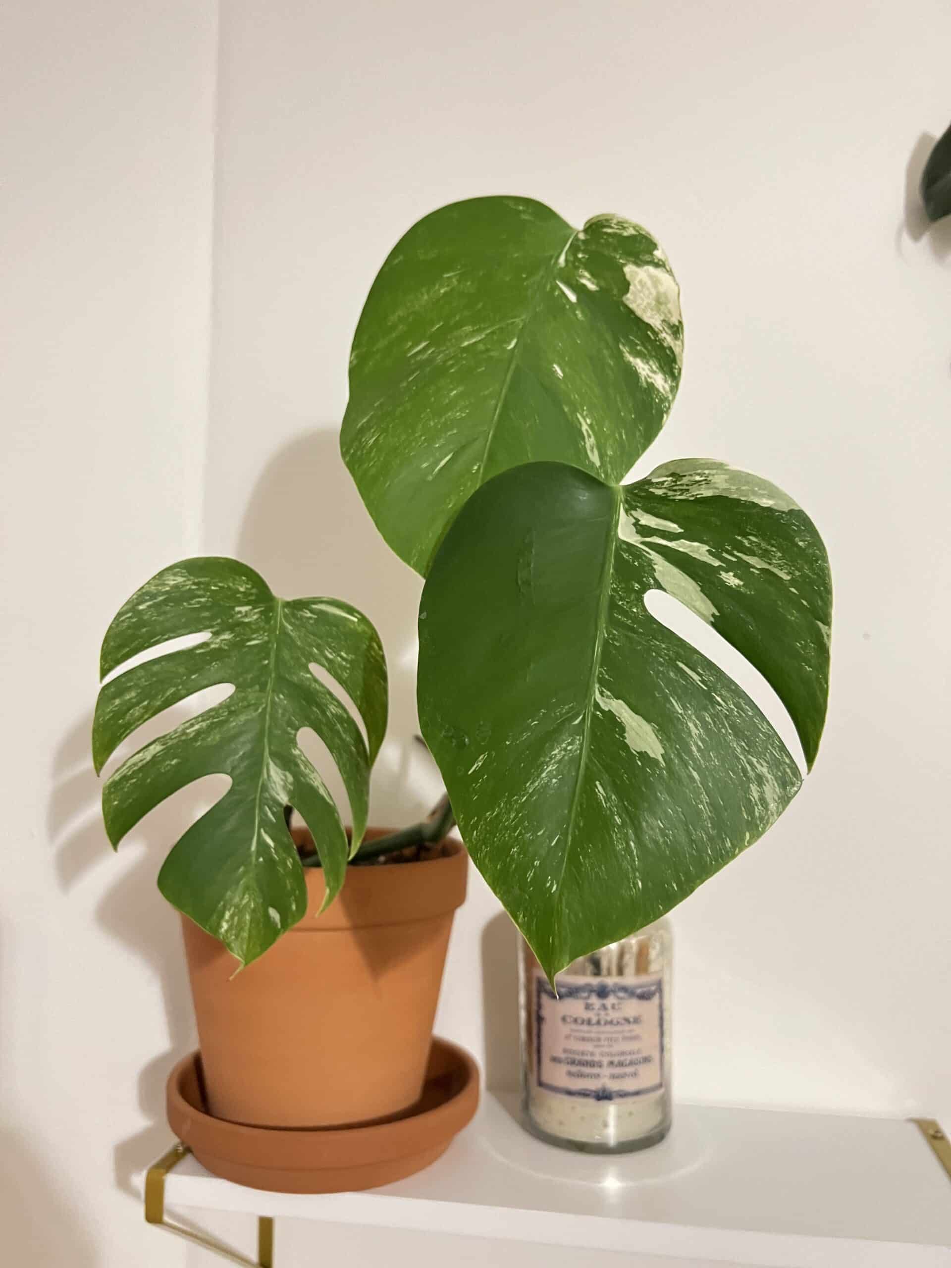 Monstera Albo 6'' - Emery Centre Jardin