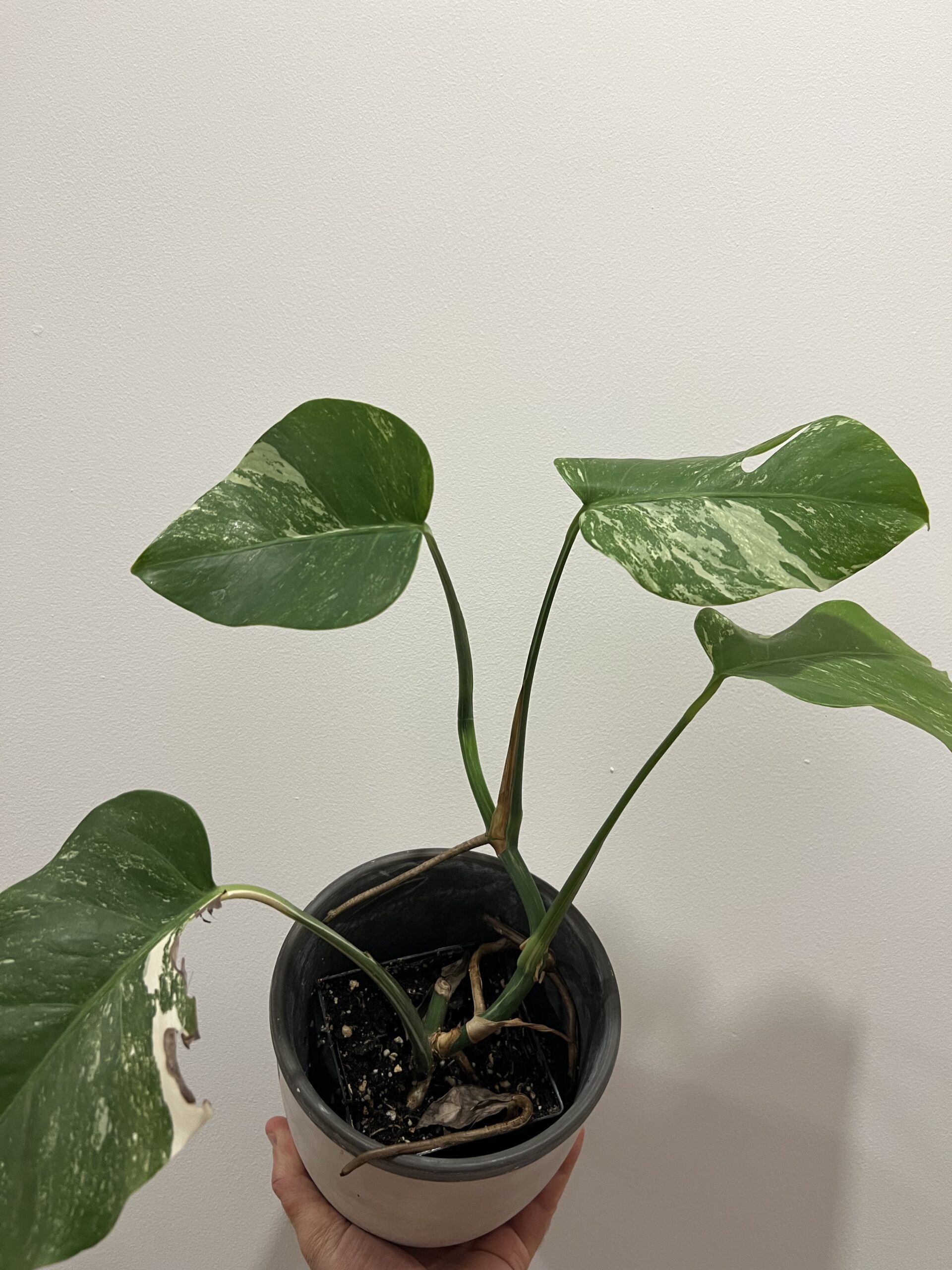 Monstera Albo 5"