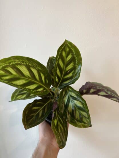 Calathea flamstars 4"