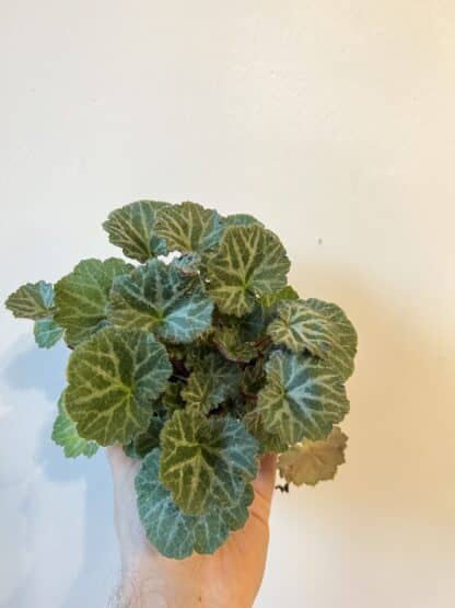 Strawberry Begonia 3.5''