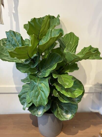 Ficus lyrata 10"