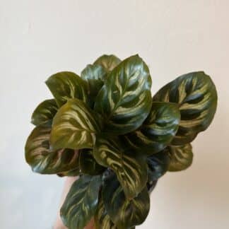 Calathea makoyana 4"