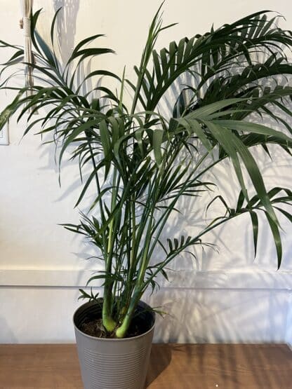 10" palm tree