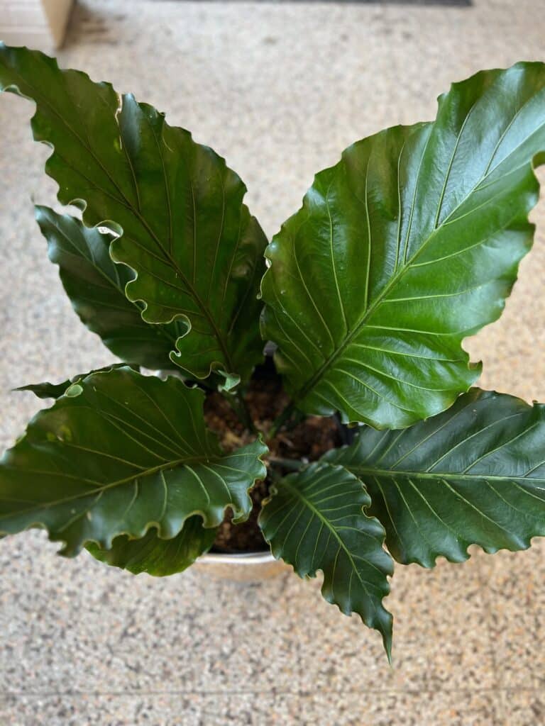 Anthurium 14″
