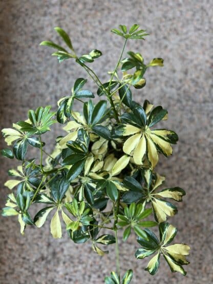Schefflera 10"
