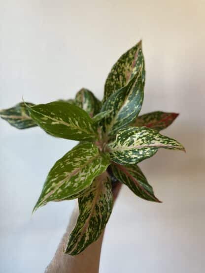 Aglaonema dezzle gem 5″