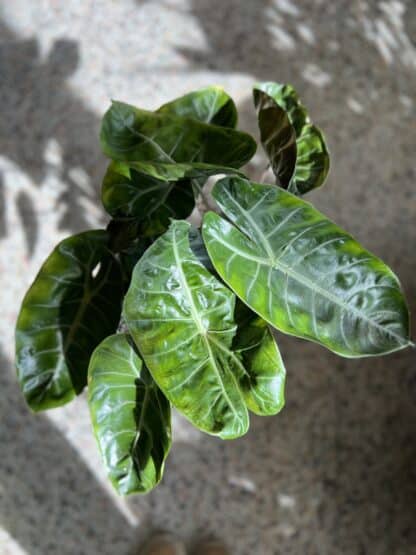 Alocasia pink dragon 7″