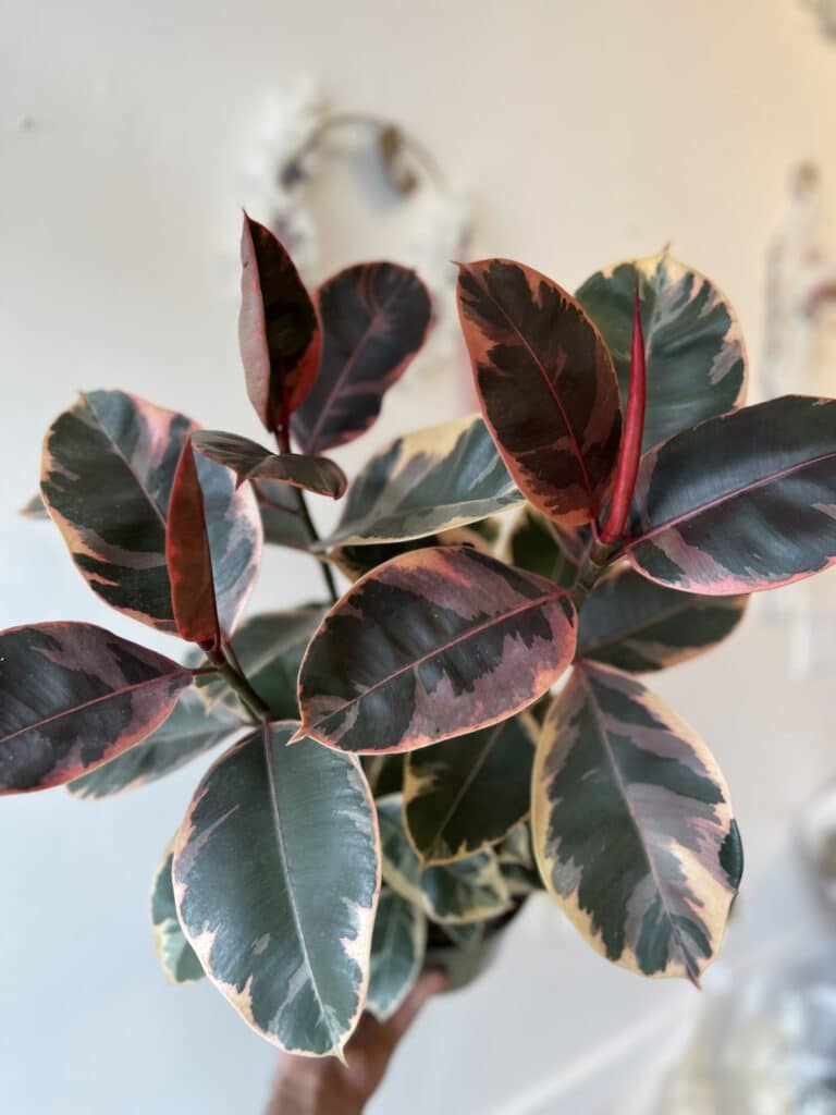 Ficus elastica Ruby 6″