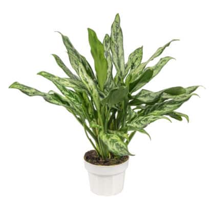Aglaonema miss Juliette 6″