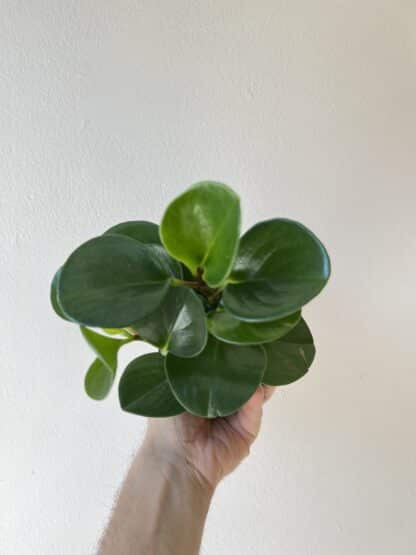 Peperomia obtusifolia green 3.5″