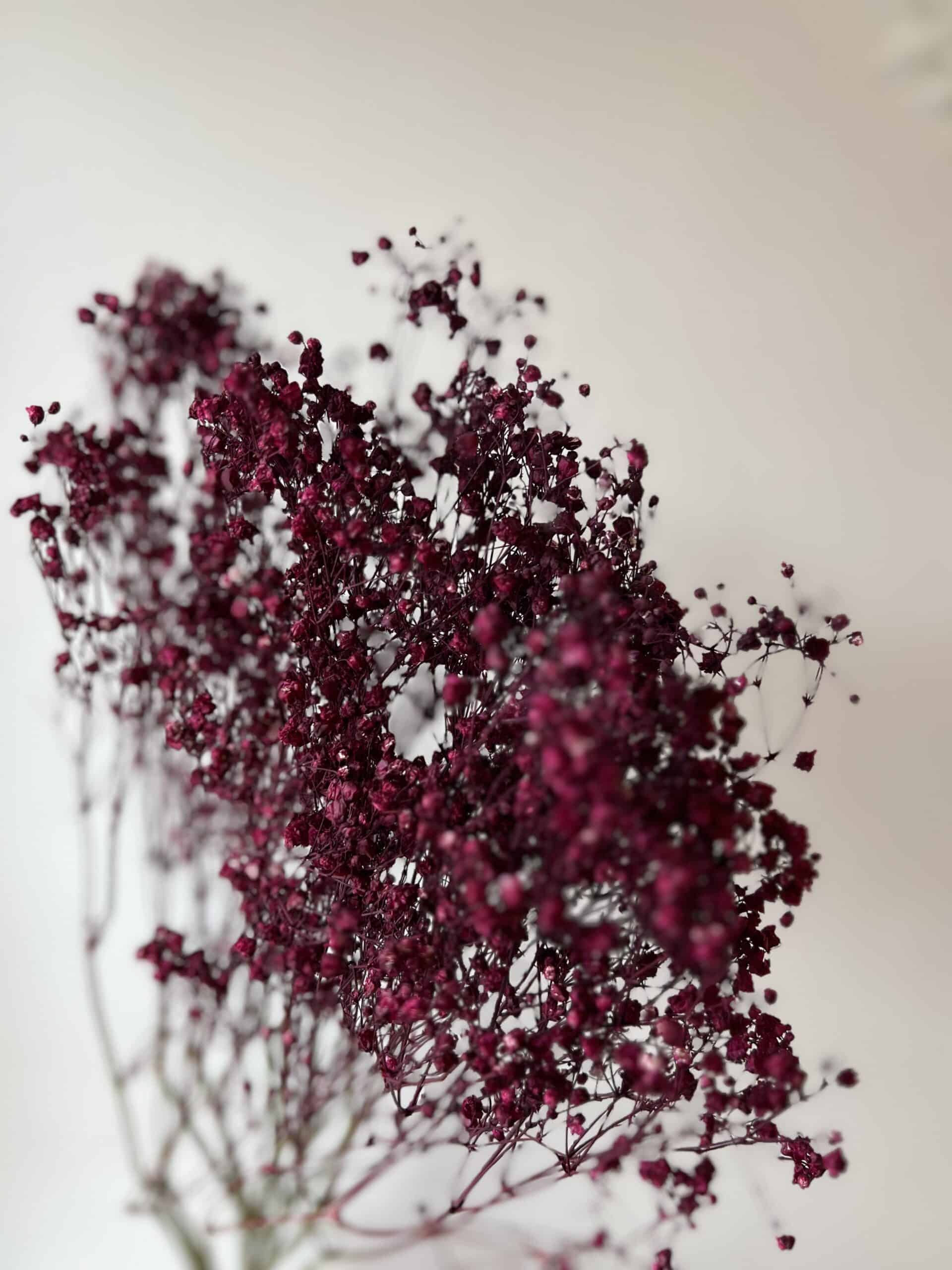 Dried colored baby's breath