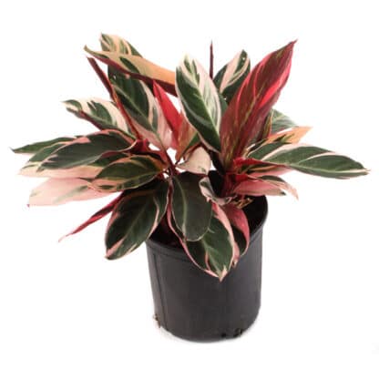 Stromanthe triostar 10″