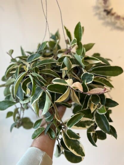 Hoya carnosa panache 8"