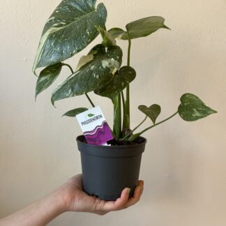 Monstera thaï Constellation 5 pouces