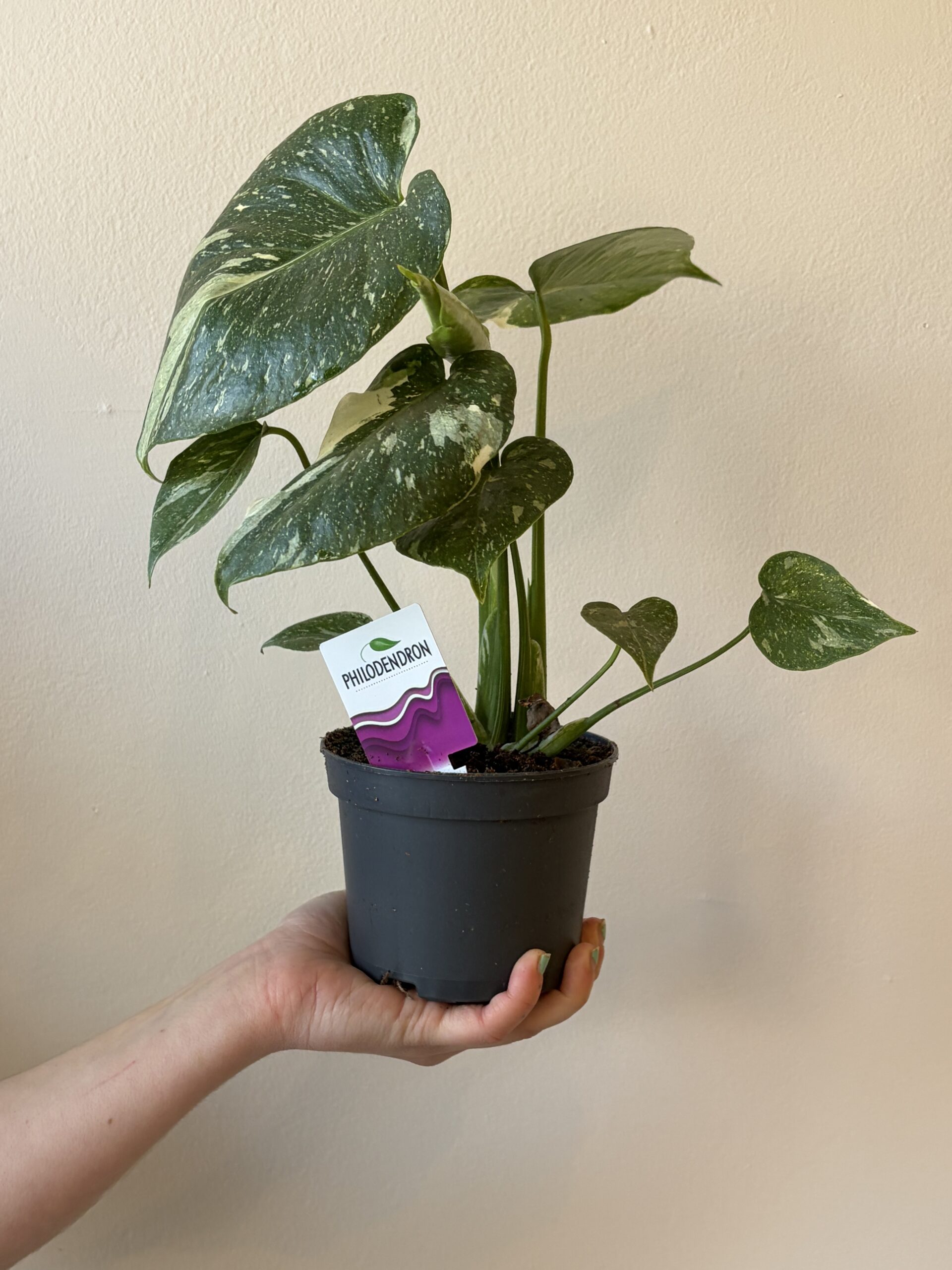 Monstera thaï Constellation 5 pouces