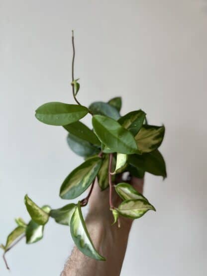Hoya carnosa 3.5"