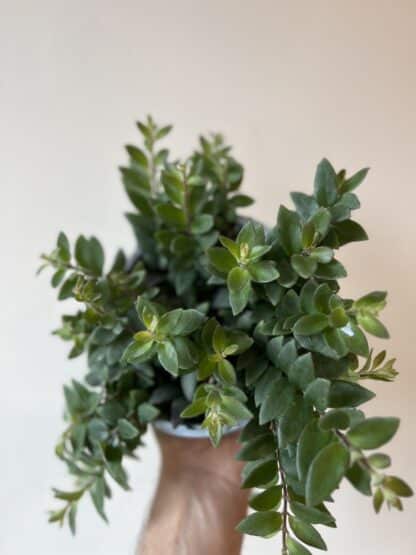 6" Lipstick Plant