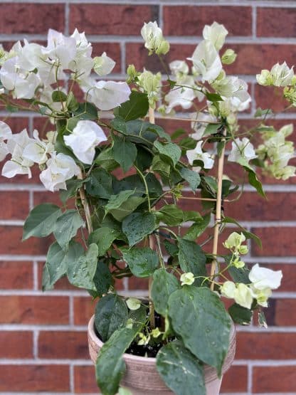 Plante fleurie Bougainvillea