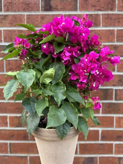 Plante fleurie Bougainvillea