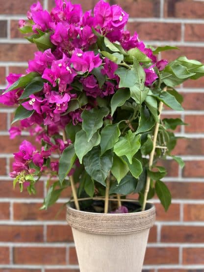 Plante fleurie Bougainvillea