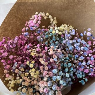 Gypsophile Arc en ciel