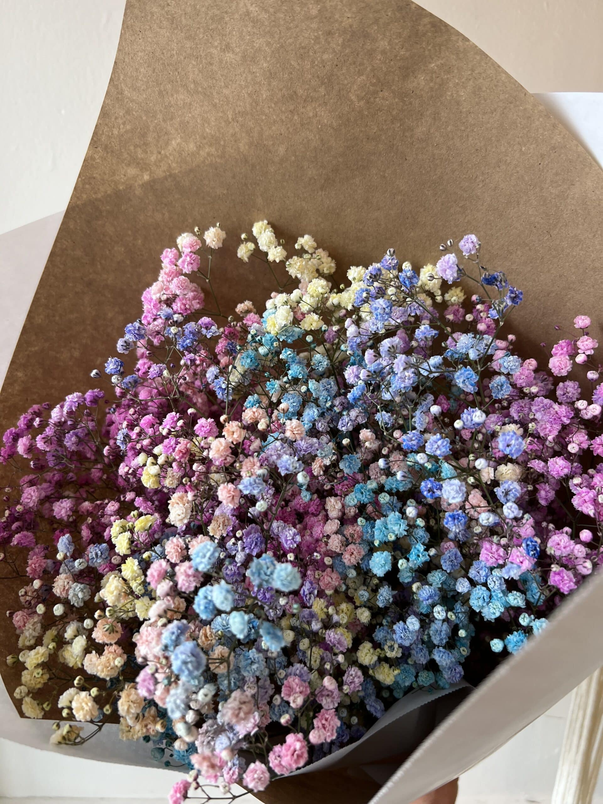 Gypsophile Arc en ciel