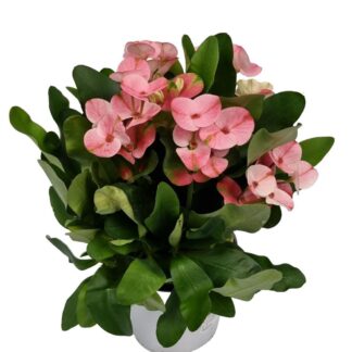 Euphorbe Milli 4 pouces Charlotte Pink