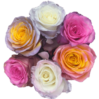 Bouquet de Roses Love Rainbow