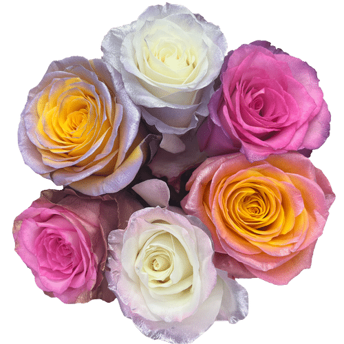 Bouquet de Roses Love Rainbow