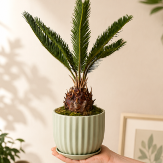 Cycas en pot de 6 pouces